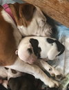 Fs Litter - Matty ADOPTED 12.05.2018