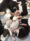 Fs Litter - Matty ADOPTED 12.05.2018