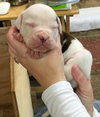 Fs Litter - Matty ADOPTED 12.05.2018