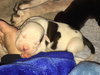 Fs Litter - Matty ADOPTED 12.05.2018