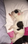 Fs Litter - Matty ADOPTED 12.05.2018