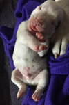 Fs Litter - Matty ADOPTED 12.05.2018
