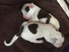 Fs Litter - Matty ADOPTED 12.05.2018