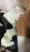 Fs Litter - Matty ADOPTED 12.05.2018