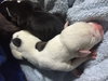 Fs Litter - Matty ADOPTED 12.05.2018