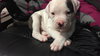 Fs Litter - Matty ADOPTED 12.05.2018