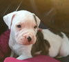 Fs Litter - Matty ADOPTED 12.05.2018