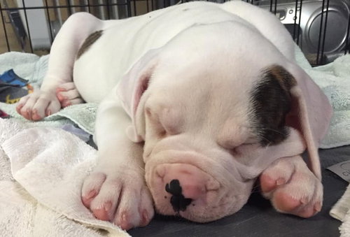 Fs Litter - Matty ADOPTED 12.05.2018