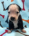 Fs Litter Tiny - ADOPTED 12.03.18