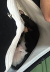 Fs Litter Tiny - ADOPTED 12.03.18