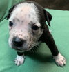 Fs Litter Tiny - ADOPTED 12.03.18