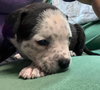 Fs Litter Tiny - ADOPTED 12.03.18