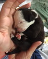 Fs Litter Tiny - ADOPTED 12.03.18