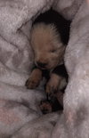 Fs Litter Tiny - ADOPTED 12.03.18