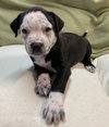 Fs Litter Tiny - ADOPTED 12.03.18