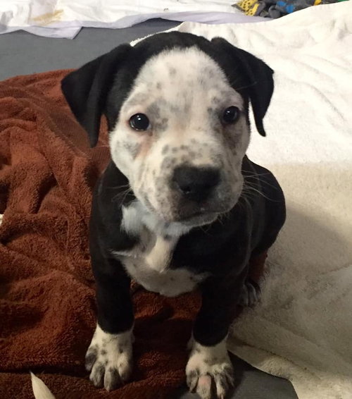 Fs Litter Tiny - ADOPTED 12.03.18