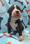 Fs Litter Ferdinand - ADOPTED 11.26.18