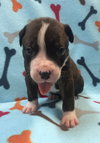 Fs Litter Ferdinand - ADOPTED 11.26.18