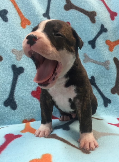 Fs Litter Ferdinand - ADOPTED 11.26.18