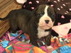 Fs Litter Ferdinand - ADOPTED 11.26.18