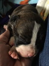 Fs Litter Ferdinand - ADOPTED 11.26.18
