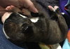 Fs Litter Ferdinand - ADOPTED 11.26.18