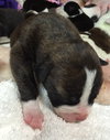 Fs Litter Ferdinand - ADOPTED 11.26.18