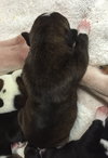 Fs Litter Ferdinand - ADOPTED 11.26.18