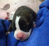 Fs Litter Ferdinand - ADOPTED 11.26.18