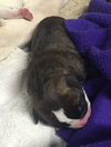 Fs Litter Ferdinand - ADOPTED 11.26.18