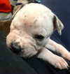 Fs Litter Clarabelle - ADOPTED 11.26.18