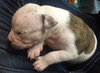 Fs Litter Clarabelle - ADOPTED 11.26.18