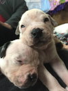 Fs Litter Clarabelle - ADOPTED 11.26.18