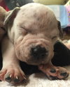 Fs Litter Clarabelle - ADOPTED 11.26.18