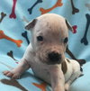 Fs Litter Clarabelle - ADOPTED 11.26.18