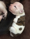 Fs Litter Clarabelle - ADOPTED 11.26.18