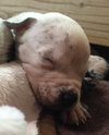 Fs Litter Clarabelle - ADOPTED 11.26.18