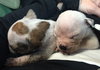 Fs Litter Clarabelle - ADOPTED 11.26.18