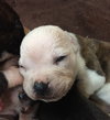 Fs Litter Clarabelle - ADOPTED 11.26.18