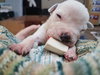 Fs Litter Clarabelle - ADOPTED 11.26.18