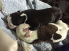 Fs Litter Clarabelle - ADOPTED 11.26.18