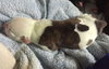 Fs Litter Clarabelle - ADOPTED 11.26.18