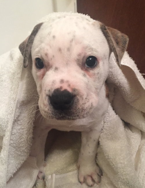 Fs Litter Clarabelle - ADOPTED 11.26.18