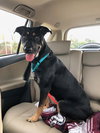 Mellie (BC) - ADOPTED 11.30.18