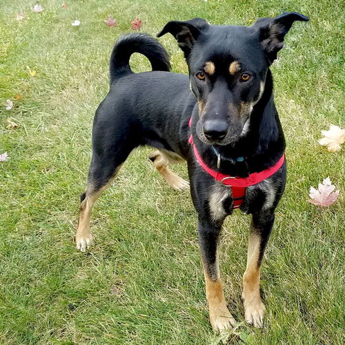 Mellie (BC) - ADOPTED 11.30.18