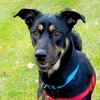Mellie (BC) - ADOPTED 11.30.18