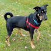 Mellie (BC) - ADOPTED 11.30.18