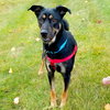 Mellie (BC) - ADOPTED 11.30.18