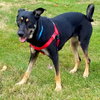 Mellie (BC) - ADOPTED 11.30.18