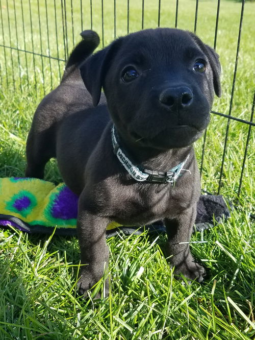 Gs Litter Castor - ADOPTED 10.30.18